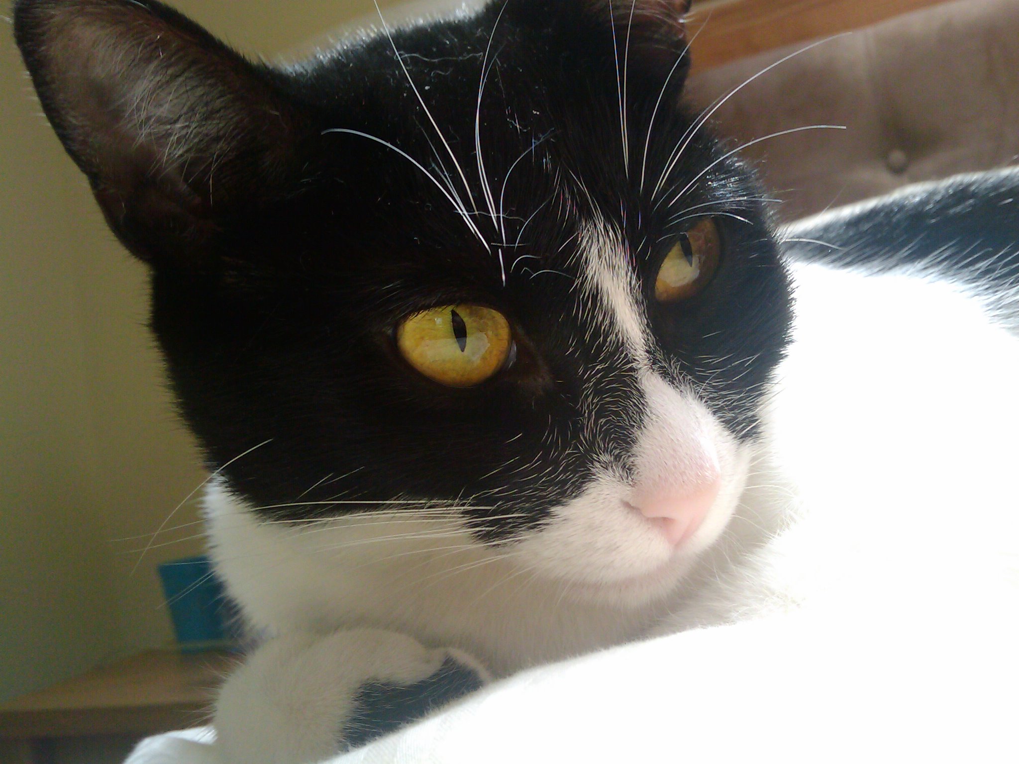 a black and white cat laying down next to a window