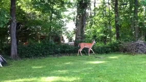 there is a deer that is walking through the grass