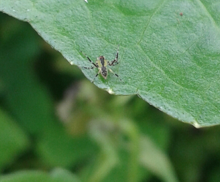 the small insect is sitting on a leaf