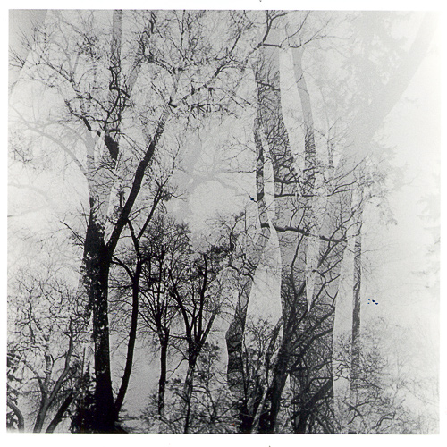 a black and white picture of trees and sky