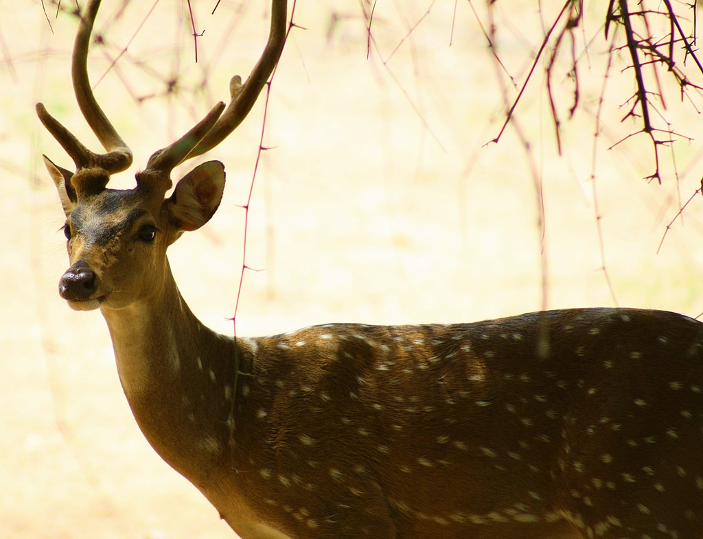 a close up of a deer in the wild