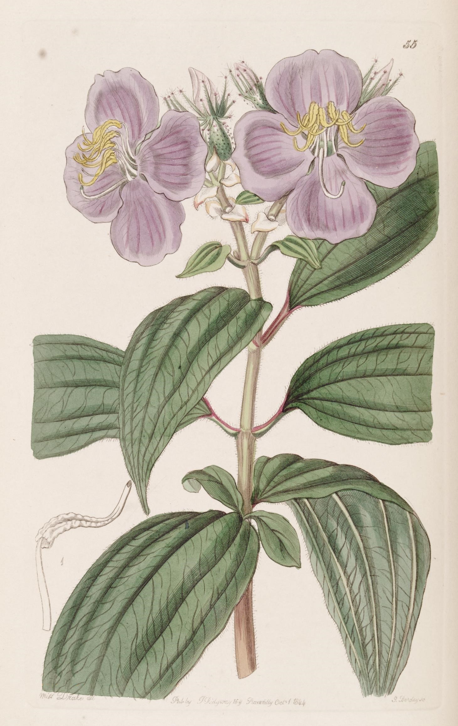 a drawing of two flowers with green leaves