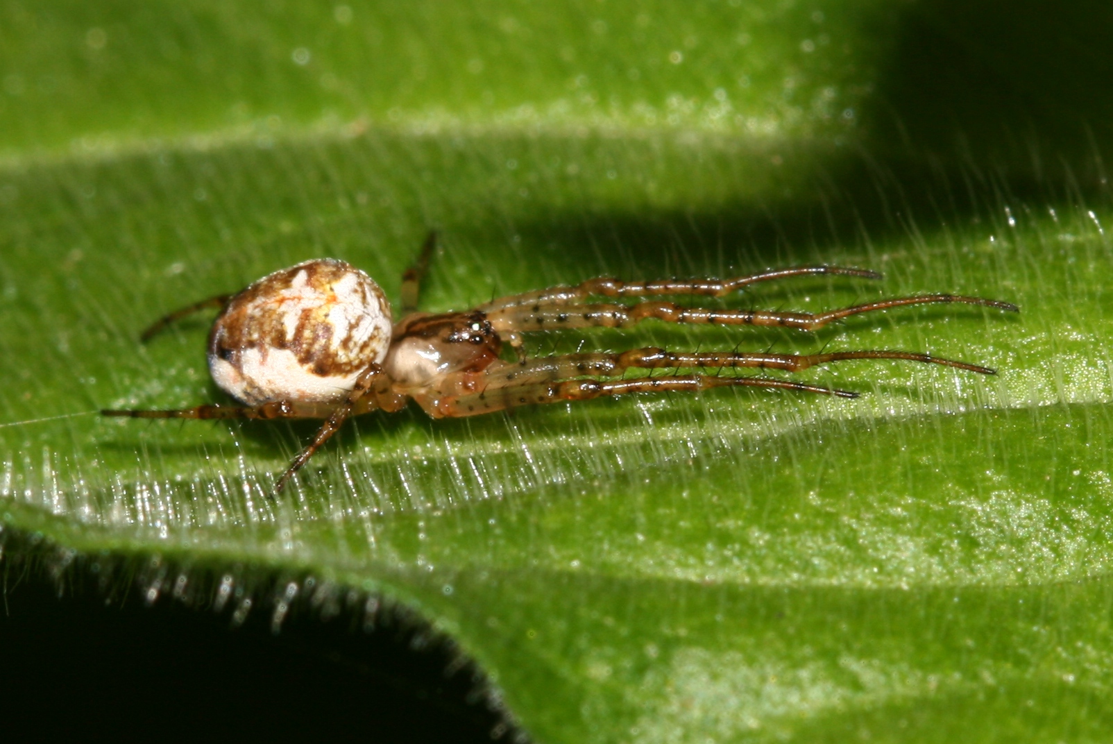 a bug on a green leaf with drops of water