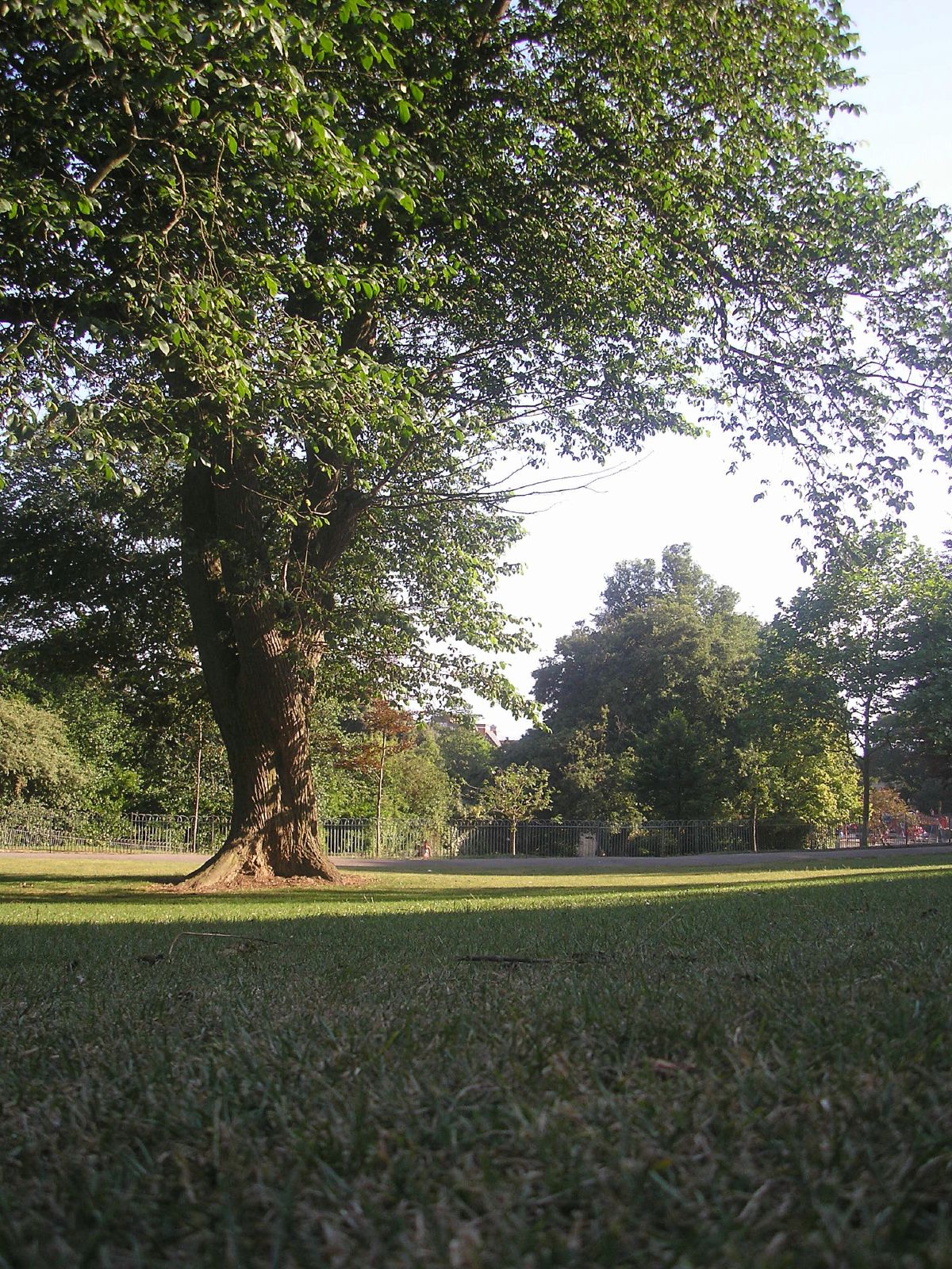 a tree is in the foreground with a fence and grassy area