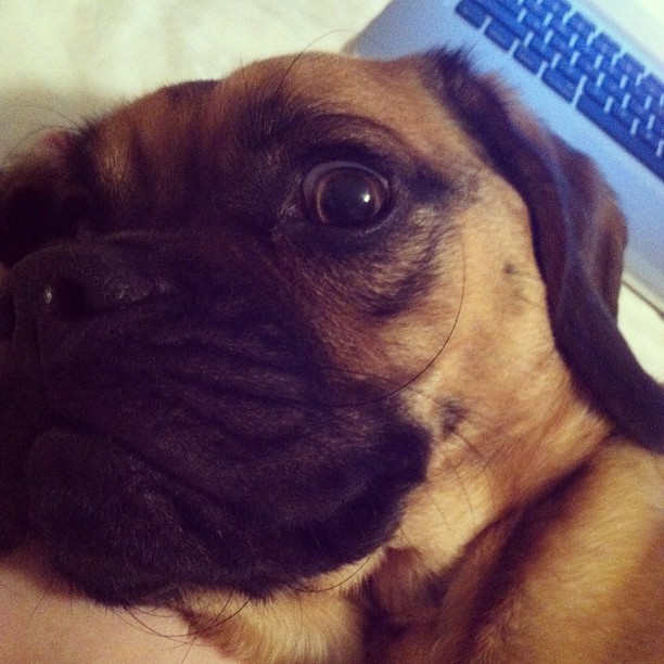 a pug dog is laying on someones stomach next to a laptop