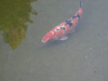 a fish is seen floating in some water