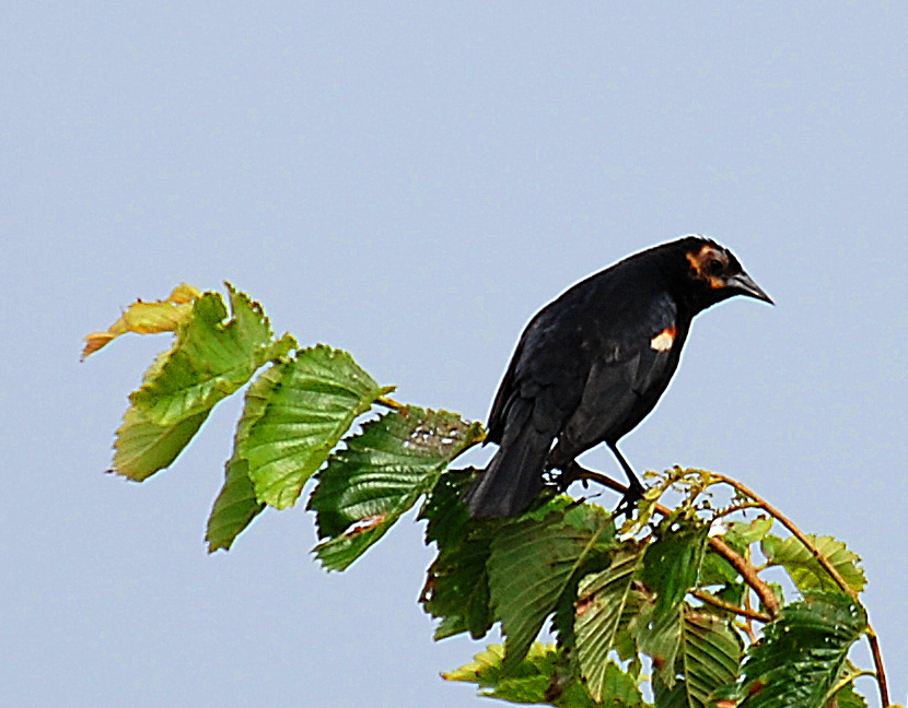 a small black bird perched on top of leaves