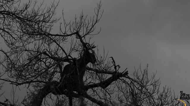 a bird in a tree against a stormy sky