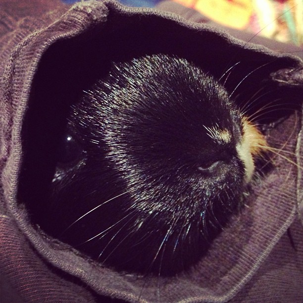 a black and white cat sleeping inside a brown blanket