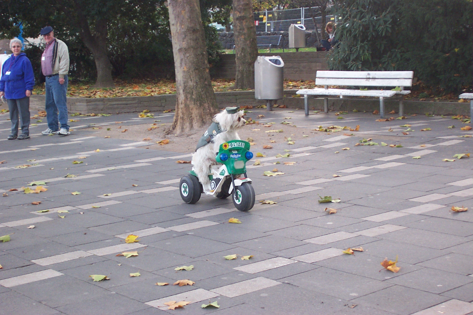 a dog is riding a trike on a sidewalk