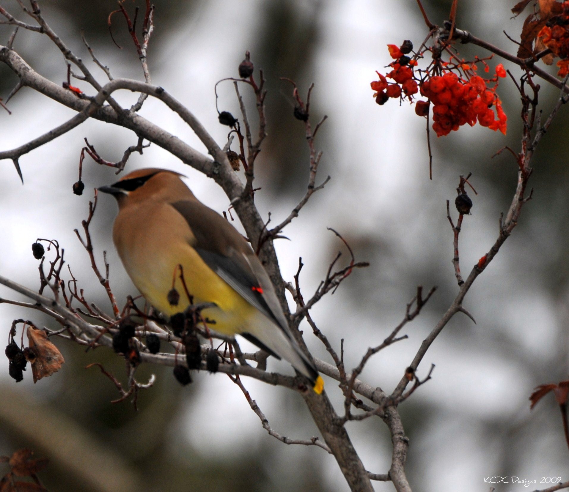 a bird is sitting in the top of the small tree