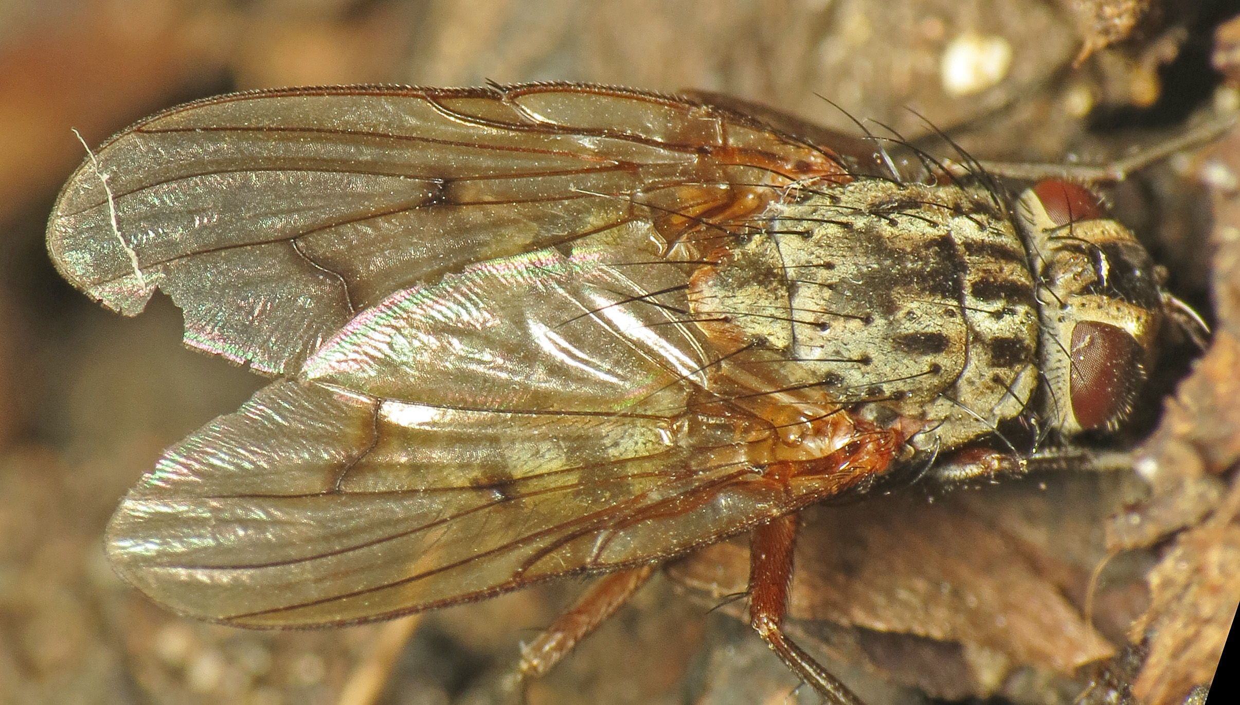 a close up view of a fly sitting on a rock