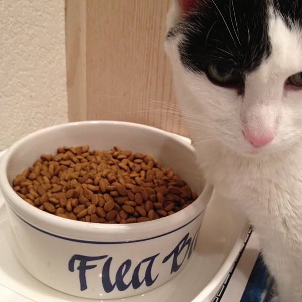 a black and white cat sitting in front of a food bowl