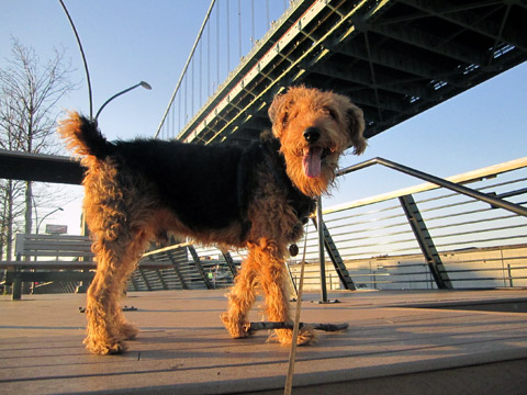 a dog on the sidewalk near a bridge