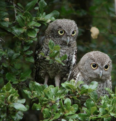 two owls sitting in the nches of a tree