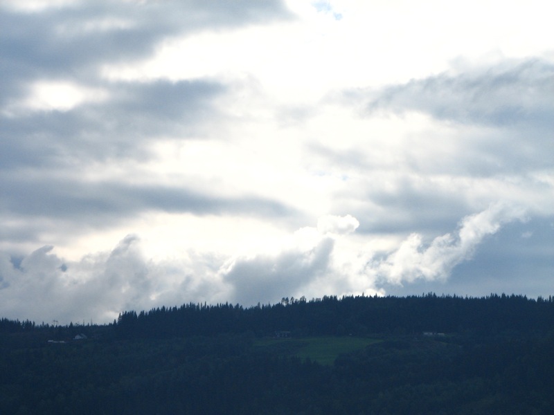 a hillside with a bird flying above and trees in the background