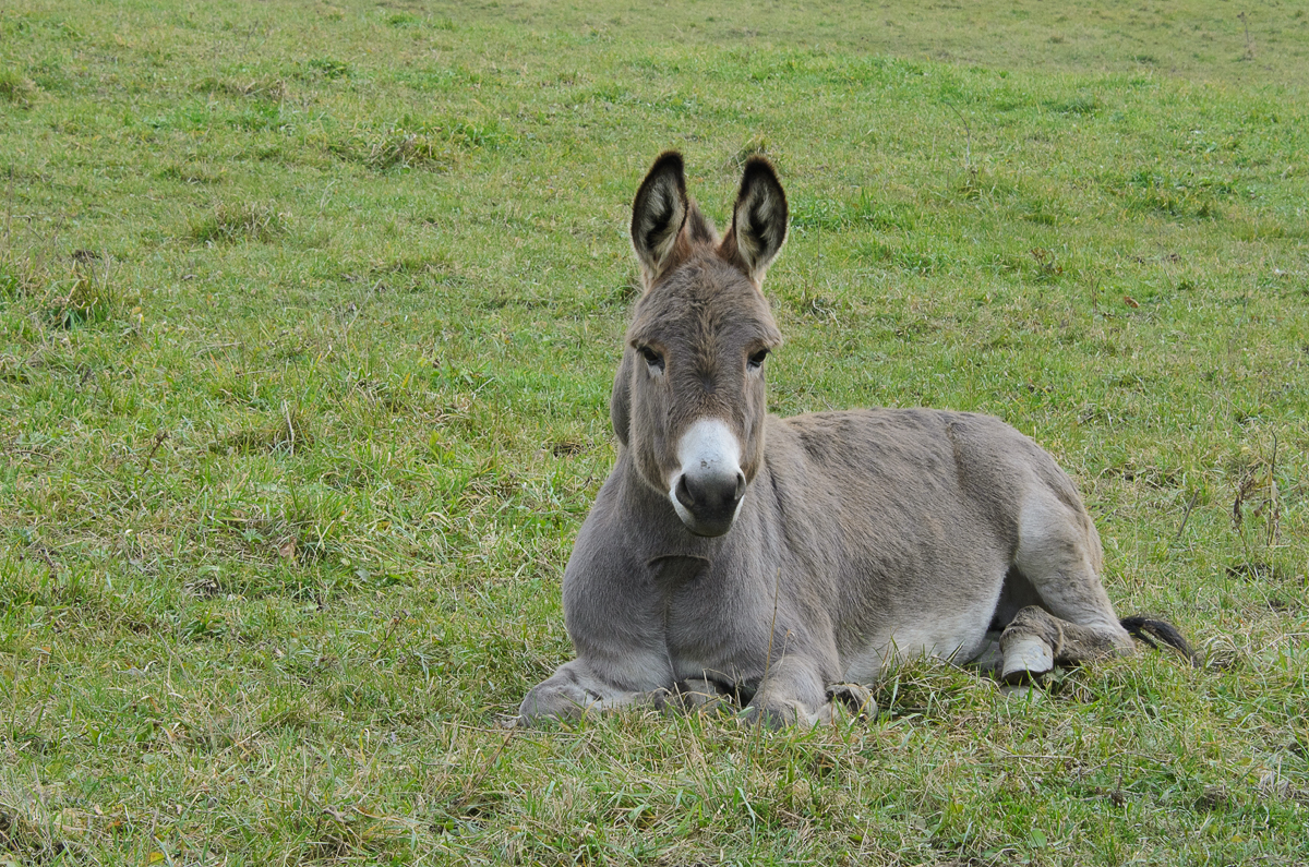 donkey laying on the ground in a field of grass