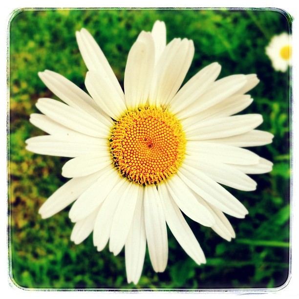 an up close view of a flower from the ground