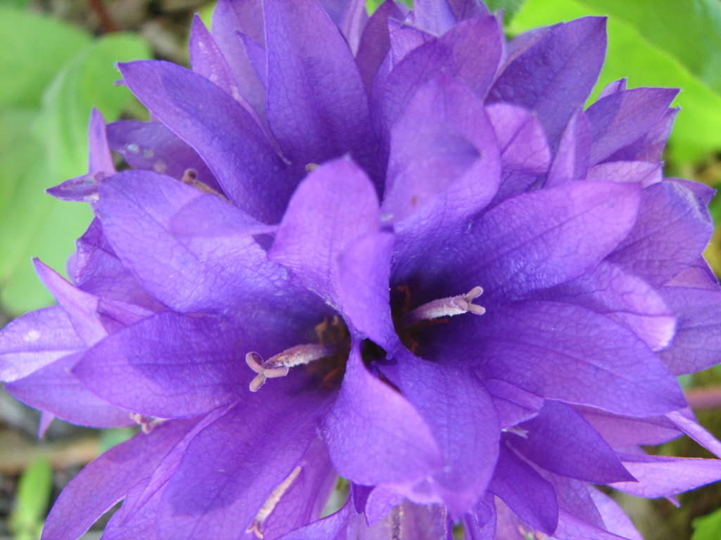 the blue flower is blooming on the green stems