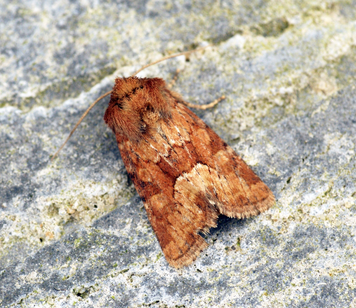 a moth sitting on a rock in the day