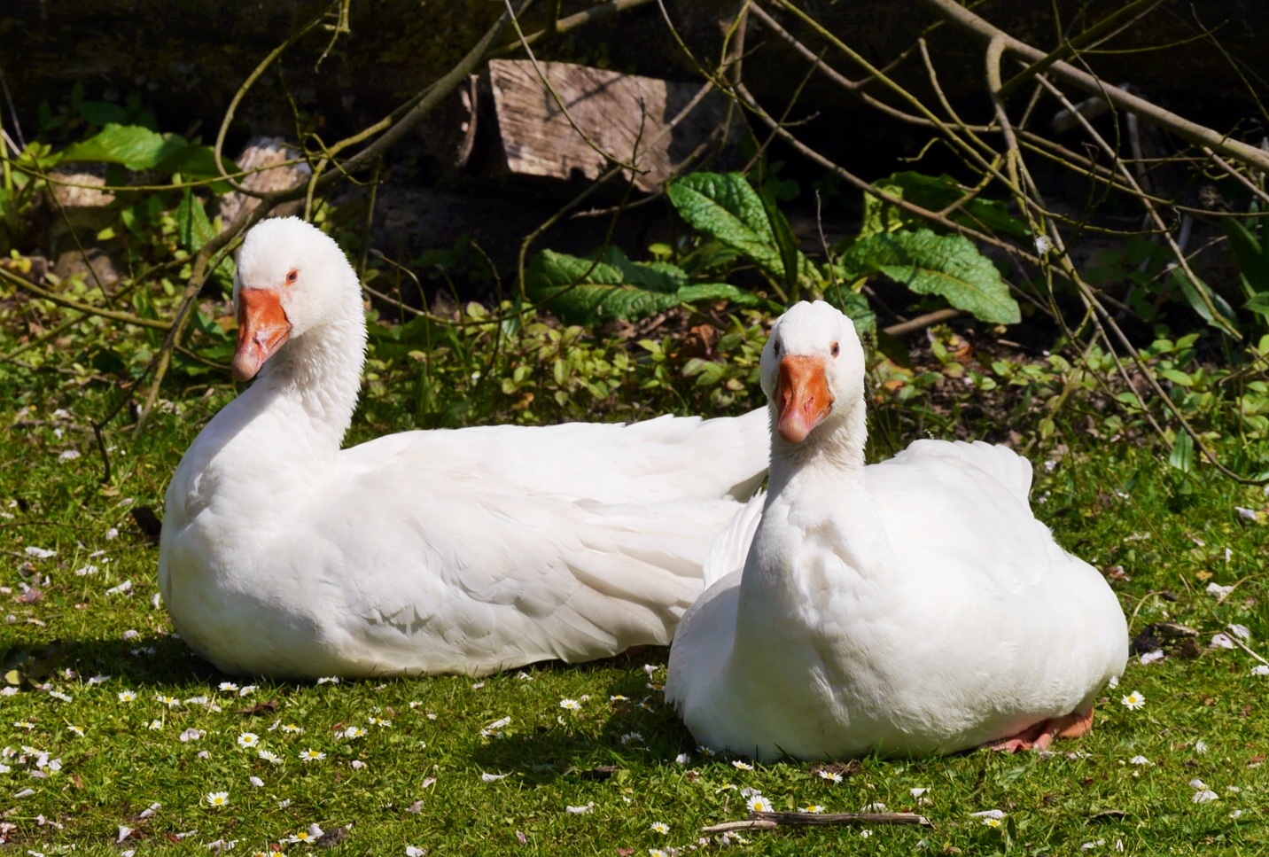 two white ducks resting in a field of grass