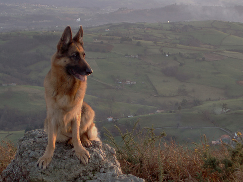 a dog sits on a rock above a valley with farmland