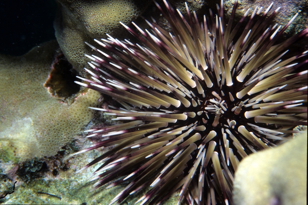 an underwater view looking down on a sea urchin