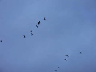 a group of birds that are flying in the air