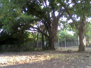 some large trees standing under a fence