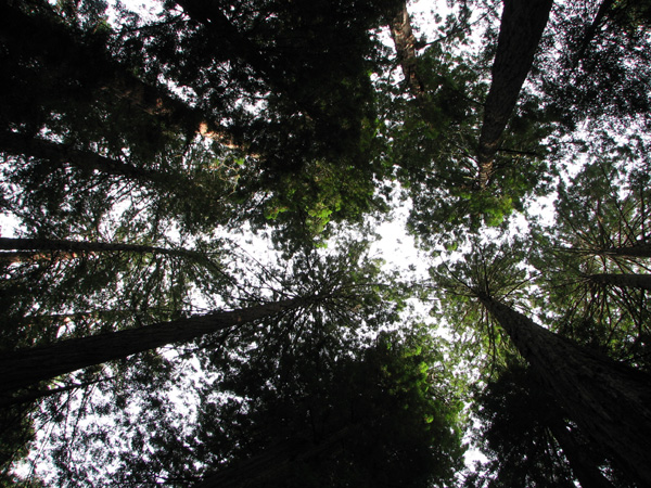 looking up at tall trees in the forest