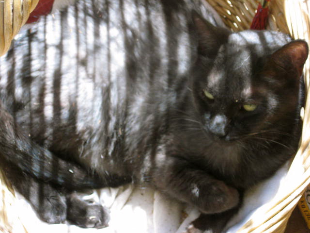 a black cat is laying inside of a wicker basket