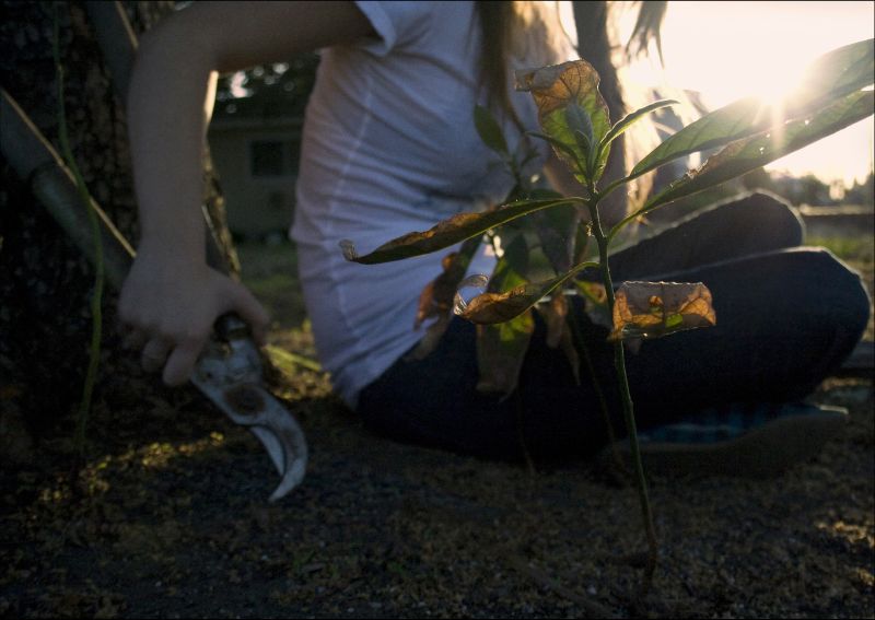 a person in white shirt kneeling next to a plant