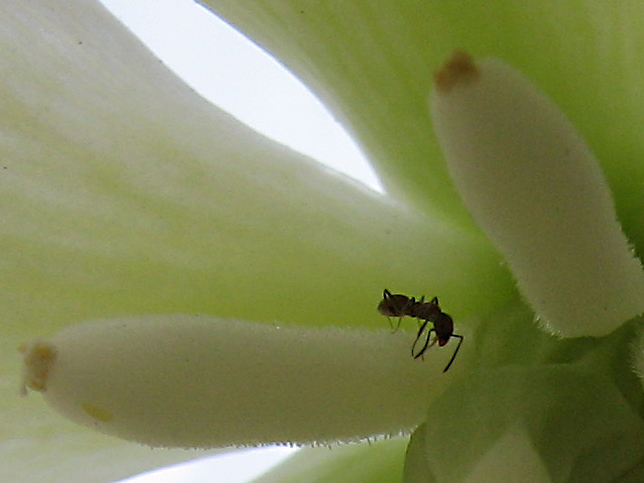a couple of flies that are inside of a flower