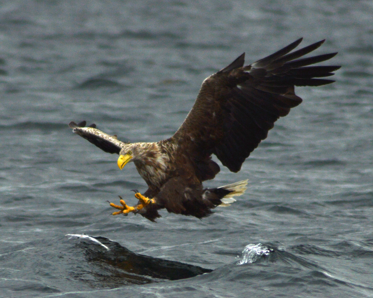 a bird that is flying in the air over water