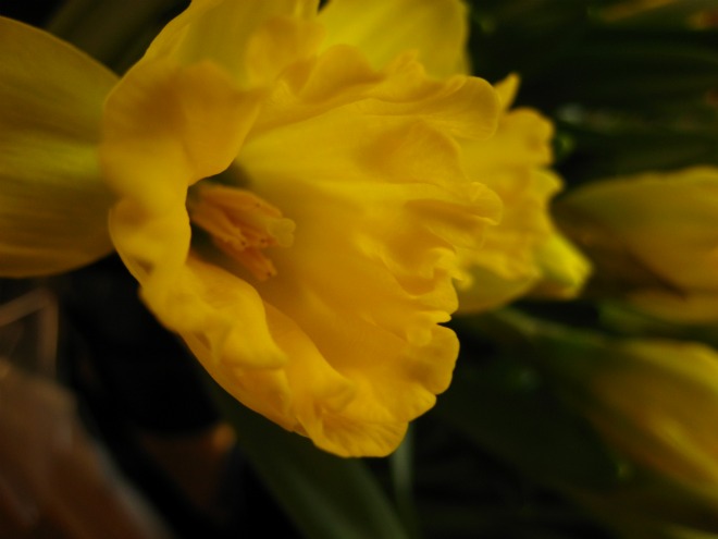 a close - up po of yellow flowers in bloom