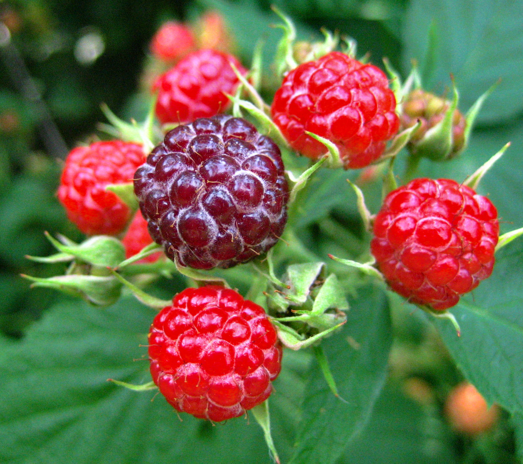 some raspberries sitting on top of a plant