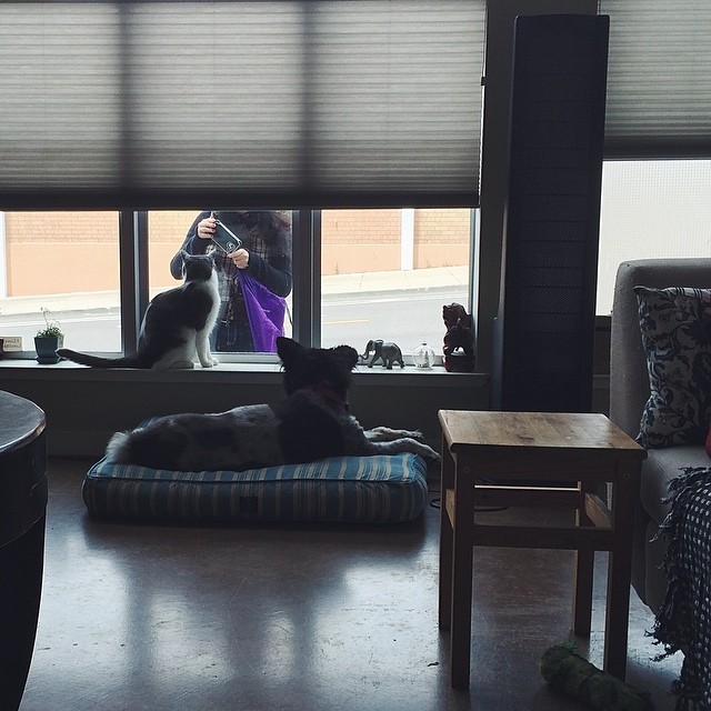 a dog on the windowsill with a human and her cat