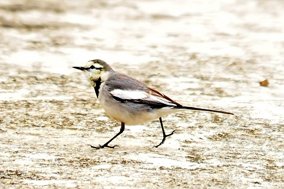 a bird walking on a sandy beach with sand around it