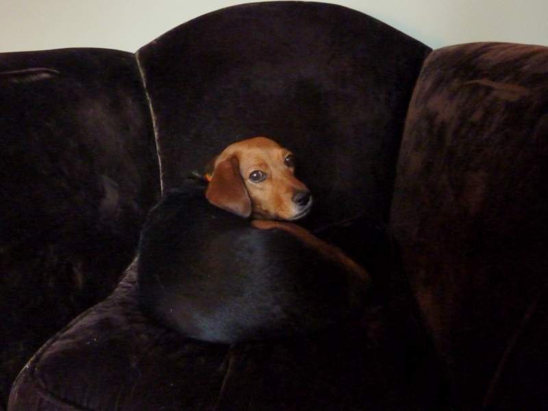 brown and black dog laying on couch in living room