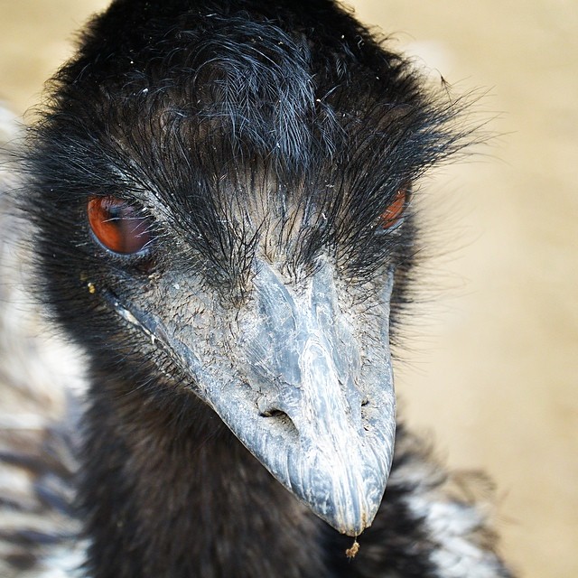 close up of head and chest of bird looking toward the camera