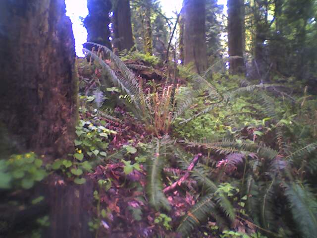 ferns in the woods looking for food