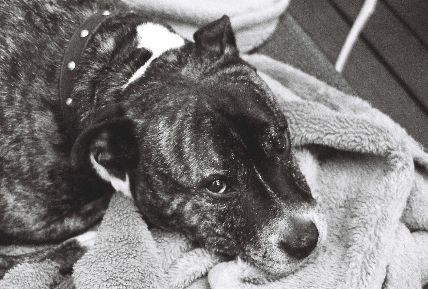 a dog that is laying down on a blanket