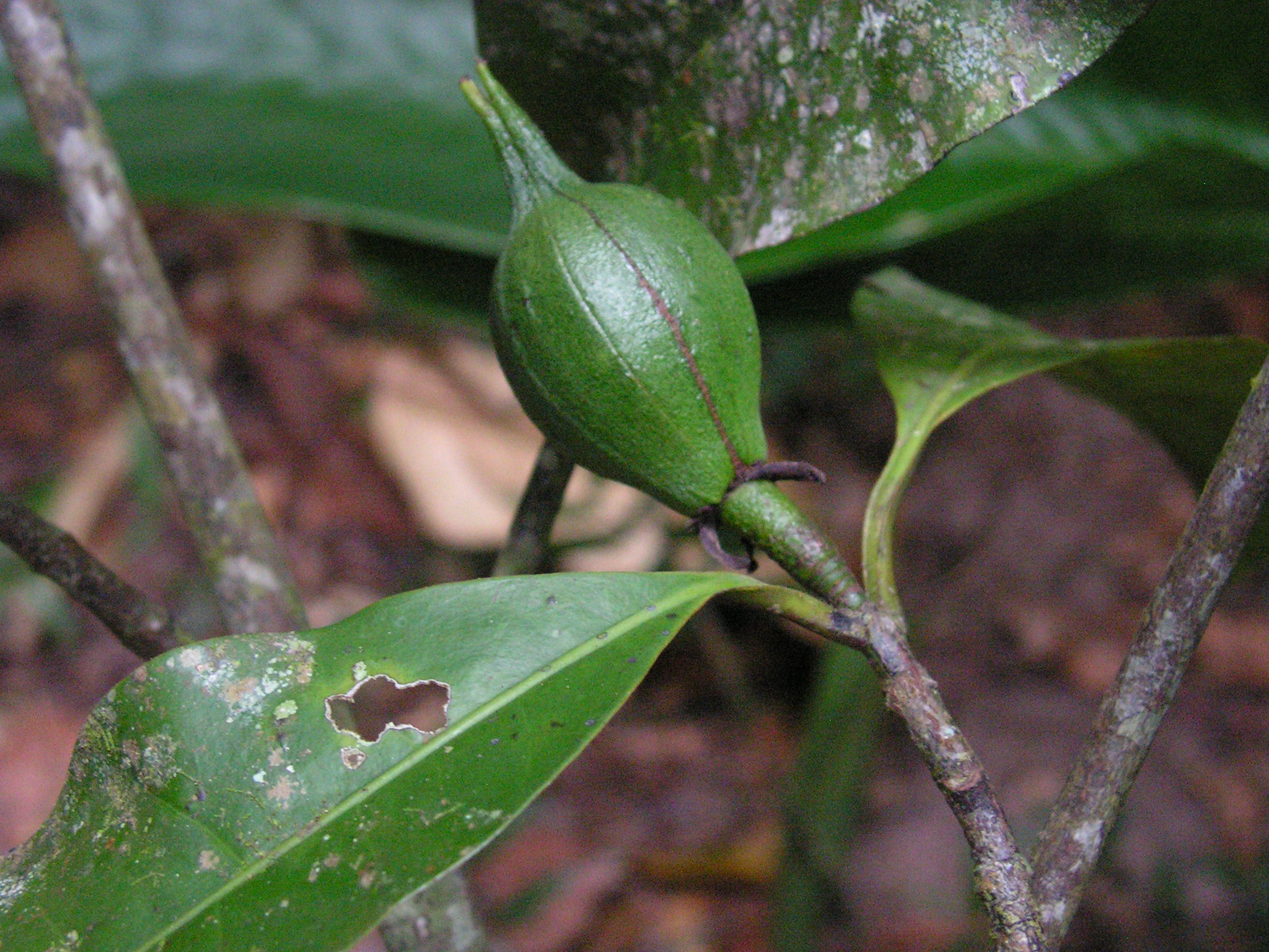 this is a close up of a leaf and bud