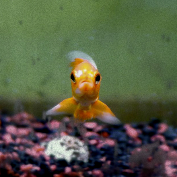 a small yellow fish swimming on top of a gravel covered ground