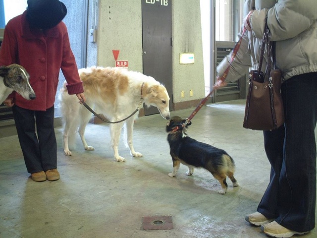 a woman and two dogs are talking to each other
