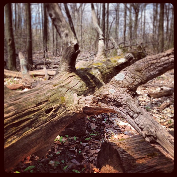 a fallen tree trunk in the woods next to forest