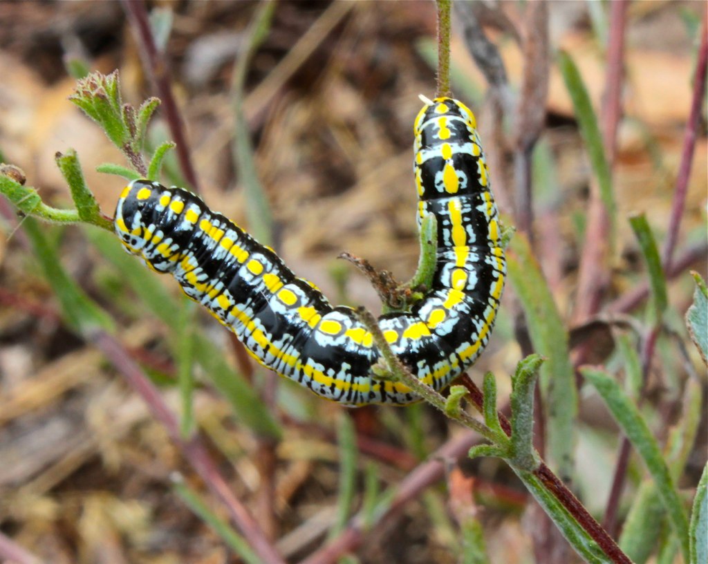 a close up of a small yellow and black caterpillar on a plant