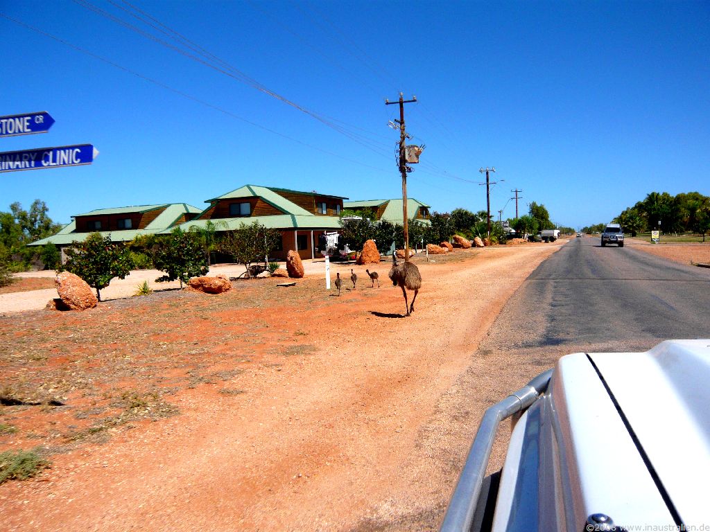 an animal walking down the road in front of a home