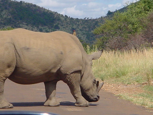 a rhino crossing the road in front of a car