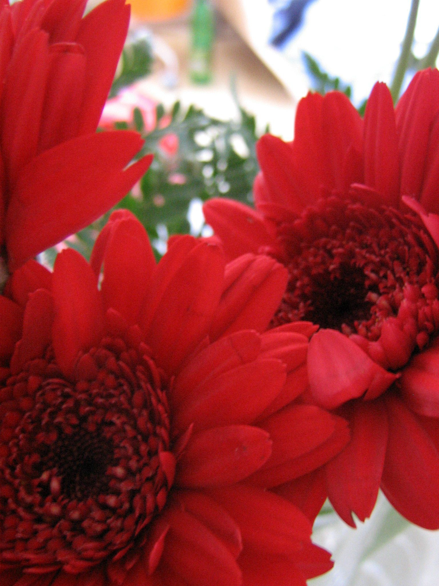 the beautiful red flowers are in a clear vase